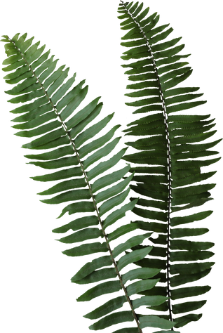 Fern leaves