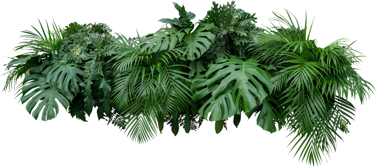 Tropical Leaves Foliage